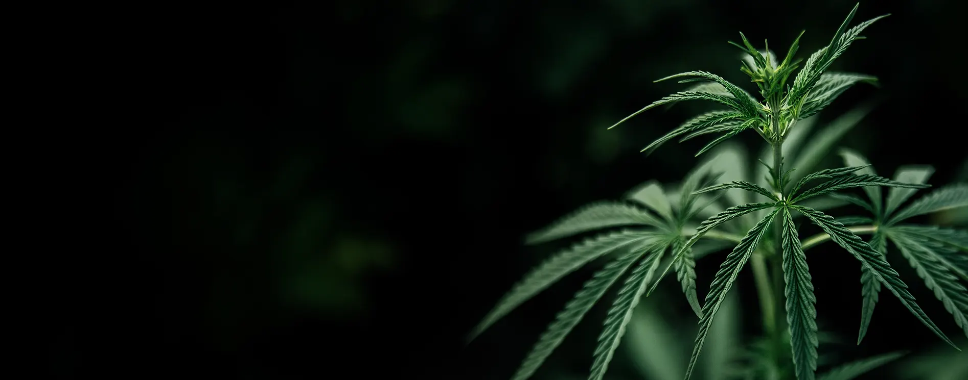univers du CBD