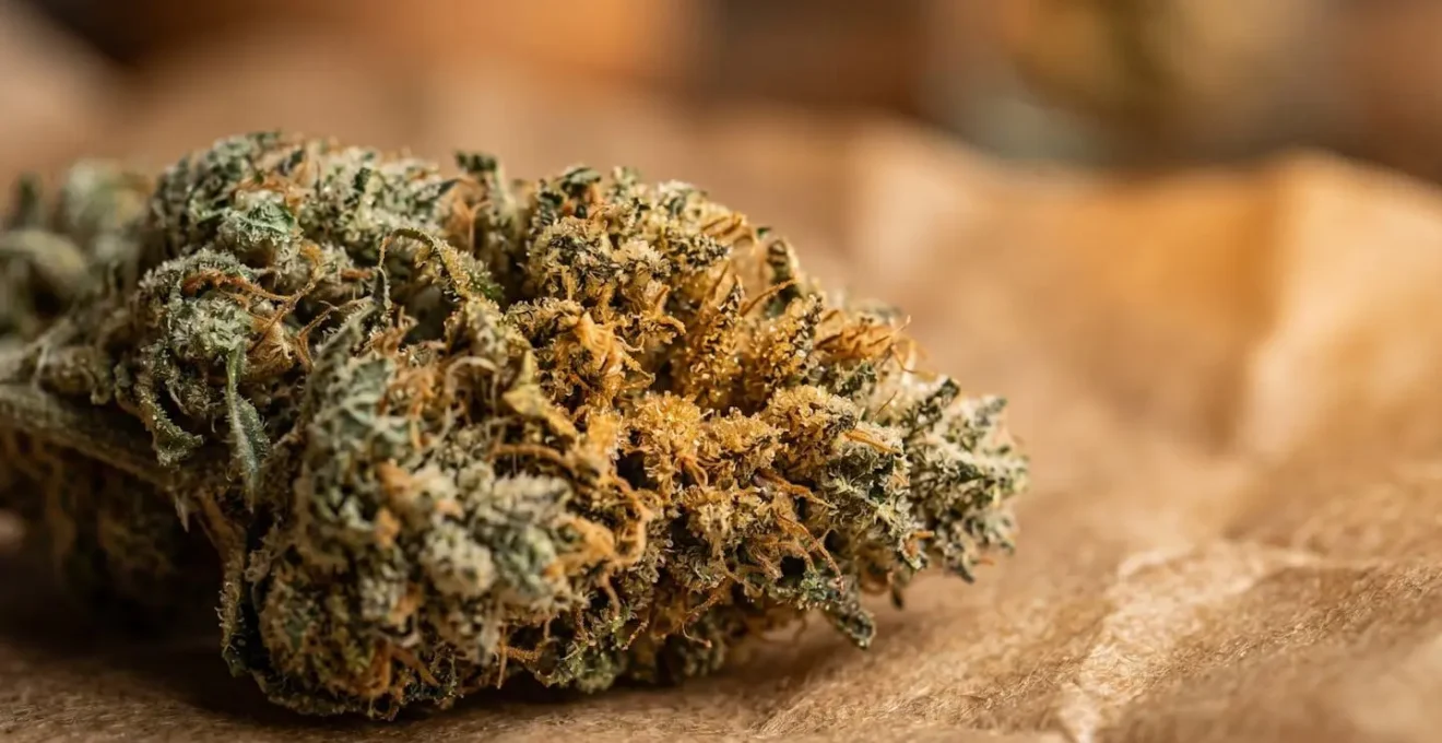 Processus de décarboxylation du chanvre au four pour activer le CBD