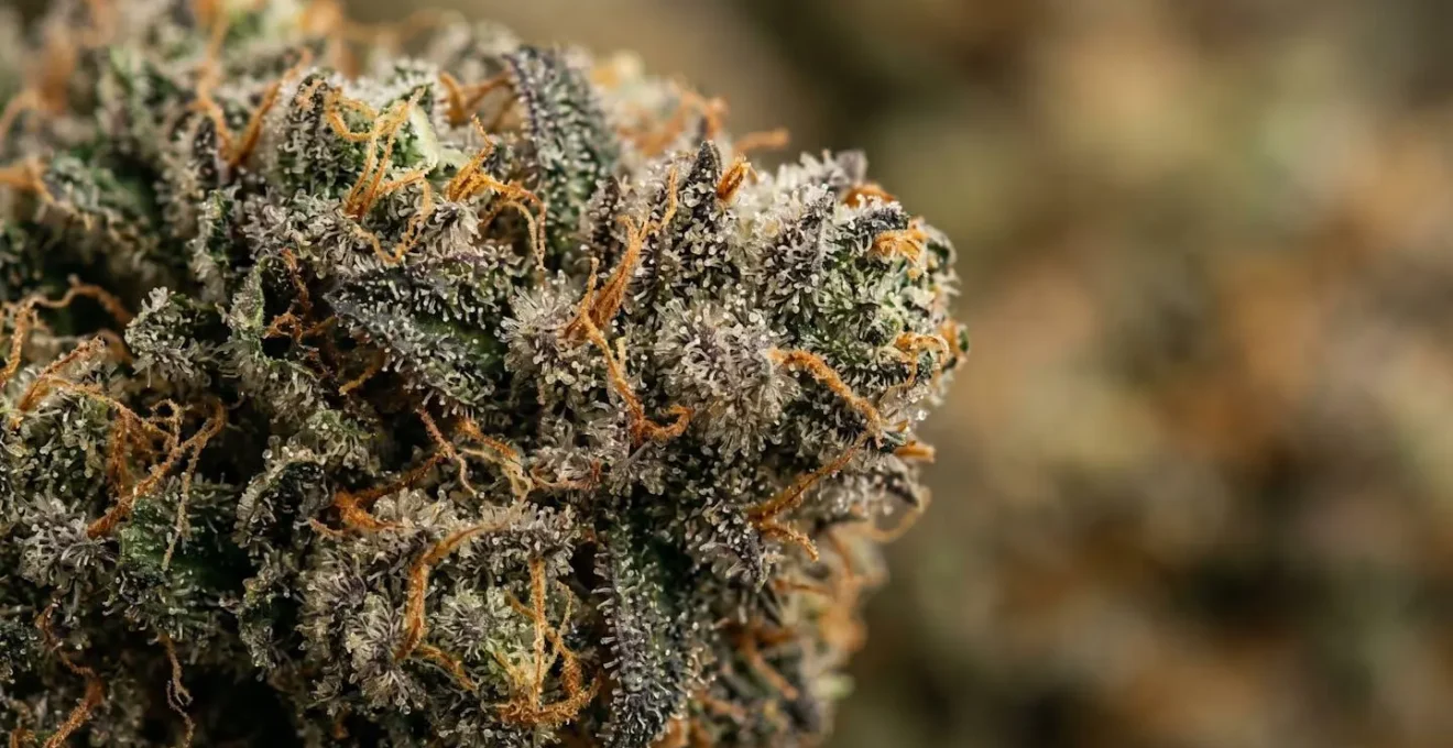 Gros plan macro sur fleurs de CBD montrant trichomes et texture naturelle apaisante